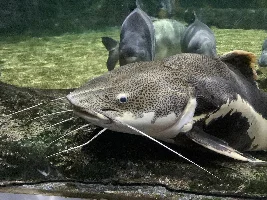 I went to aquarium today (pictures)