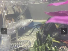 Pregnant molly
