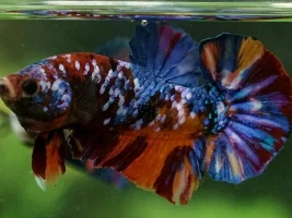Share your bettas