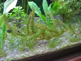 The life of a 20 gallon Quarantine Tank