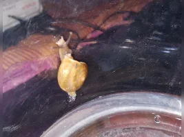 Is it Aquarium snail
