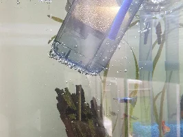 Lost one of my Corydora habrosus :o(