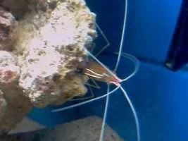 Reesy's 20 Gallon Reef Adventure
