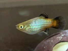 Is my platy pregnant?