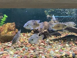 Some neat fish at my LFS