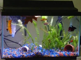 Latest pics of my 10 gallon