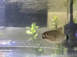 Does this look like Columnaris?
