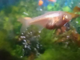 Blind Cave Tetra: Pregnant or Tumour?