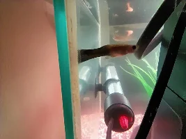 Guppy issues? Pictures inc.
