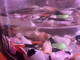 Guppy thread