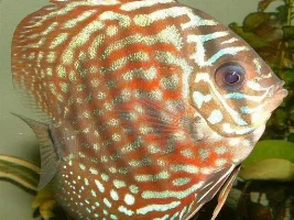 Discus- Red Turqs