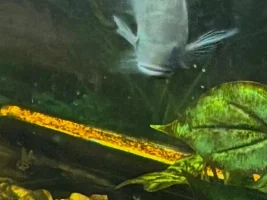 amazing the color change, that can happen with different environmental colors...