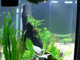 My First Tropical Fish Tank