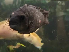 Cichlid Tank, Need Info Please!