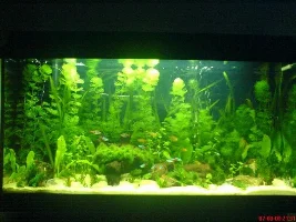 Sand In Tanks