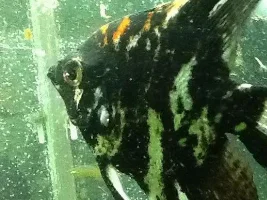 Unknown Fin Rot On Angelfish