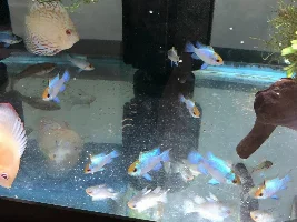 Electric blue rams for sale