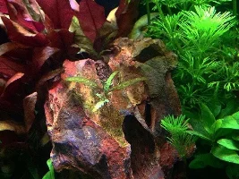Nano Iwagumi Planted "serene".. That's The Goal!