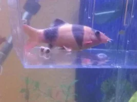 Clown Loach Trouble