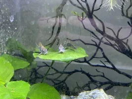 What are some fun quirks of your fish?