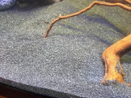 Sand size for pygmy corys