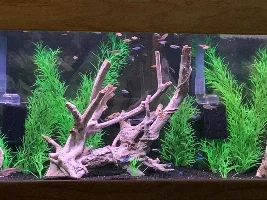 Are 55 gallon tanks becoming harder to find? Seems to be, run from 40 to 75 gallons