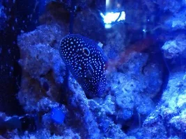 Help identify these fish from photos I took