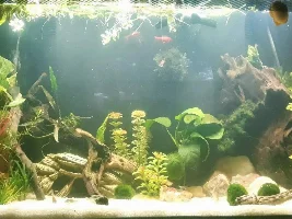Finally, pics of the Loach Babies!