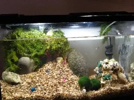 Vote Now!...March 2020 Tank of the Month (Nano tanks only)