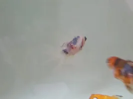 Goldfish questions