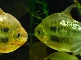 Please help me identify this fish