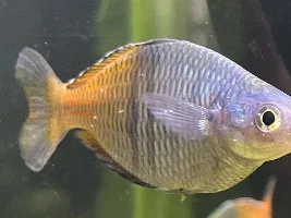 White, thick fuzzy poop and bacterial infections in my 90 gallon freshwater community tank