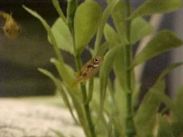 My puffer tank