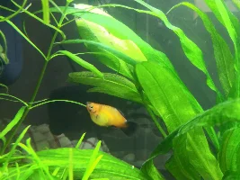 What is wrong with my female platy?