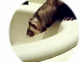 ferrets