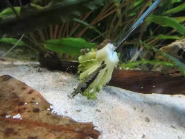 Do you have a nano tank (20 gal or smaller) stocked with shrimp?