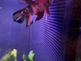 Betta fins