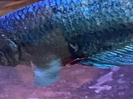 New betta fish, white discoloration