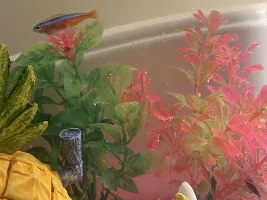 Chubby fish