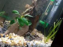 First tank build