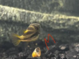 Pea puffer (dwarf puffer) male or female??