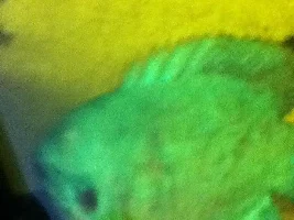 Help With Blue (Dwarf) Gourami?!