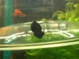 I.d On Beetle/bug