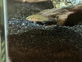 Scarlet Badis - sex?