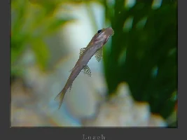 Loach ?