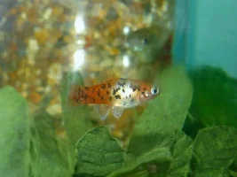 What Type Of Livebearers Do You Keep,