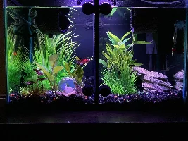 Guppy started dying overnight…