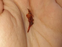 Female cherry shrimp dying? diseased?