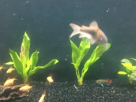 can you help me identify my corydoras.