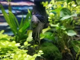 Share your bettas
